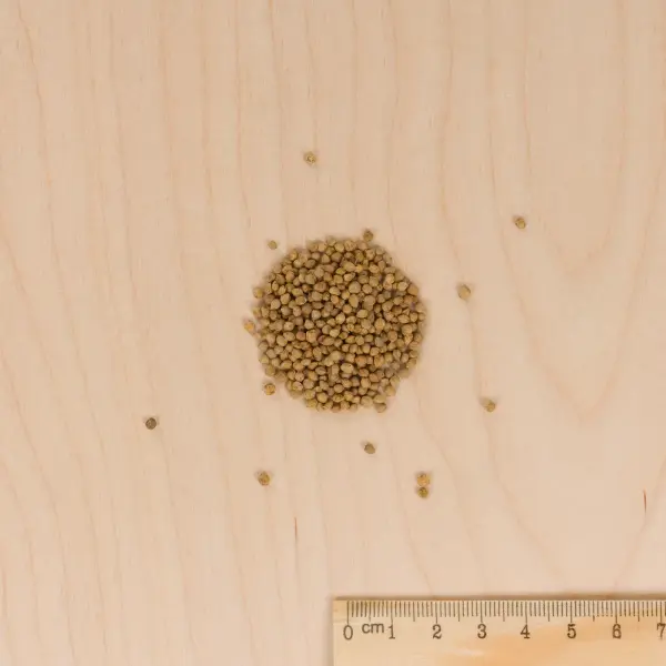 Fleurs - Houblon Grimpant - MEDIA_3D